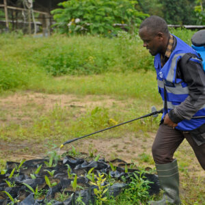 Alternative view of Vegetables